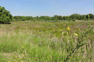 Königsbrücker Heide