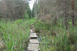 Königsbrücker Heide
