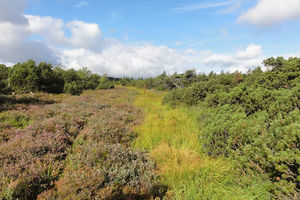 Hochmoor Zinnwald