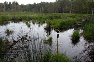 Königsbrücker Heide