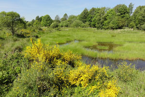 Königsbrücker Heide
